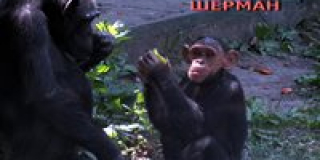  World Chimpanzee Day