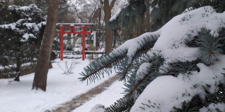 Зимова казка у Миколаївському зоопарку