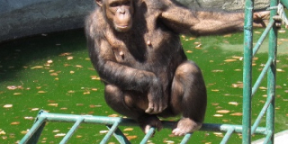 World Chimpanzee Day
