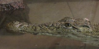  Нільський крокодил 