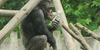 Всемирный день шимпанзе 