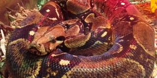 World Snake Day