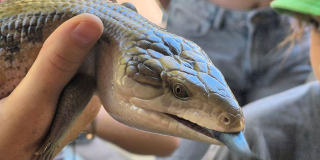 World Lizard Day