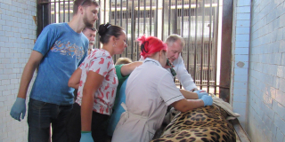  Immobilization of a 19-year-old male jaguar