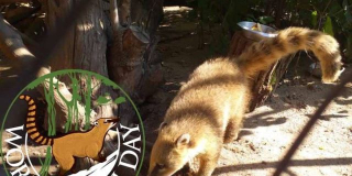 World Coati Day