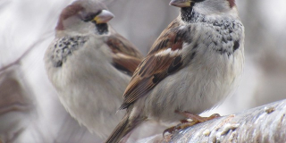 Christmas Bird Count
