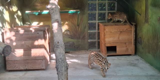 New species - the leopard cat