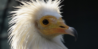 International Bird Day