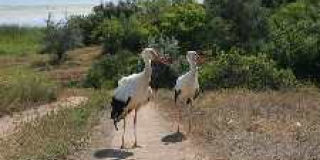 Reintroduction of storks