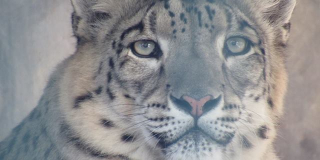 Міжнародний день  снігового барса