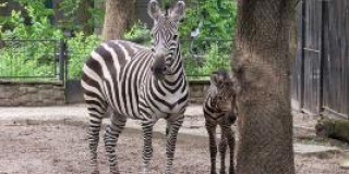 В семействе зебр родился детеныш