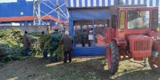  Christmas tree to Nikolaev Zoo
