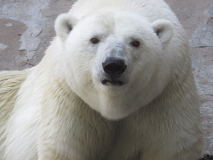 Міжнародний день білого ведмедя