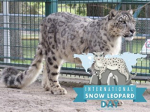  Міжнародний день снігового барса (International Snow Leopard Day).