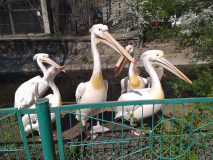 Знакомство с пеликанами