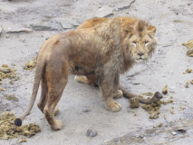 Habitat enrichment for lions