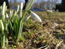 Підсніжники
