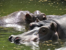 Всесвітній день бегемота
