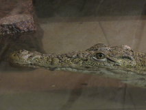 A Nile crocodile 