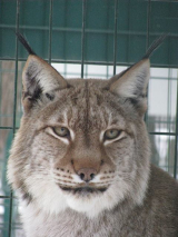 International Lynx Day