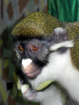 Lesser spot-nosed monkey
