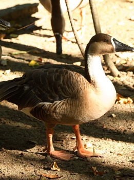 Swan goose