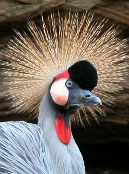 East African grey-crowned crane