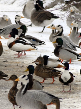 Group of waterfowl