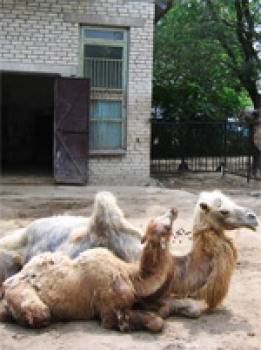 Самка двугорбого верблюда с детенышем