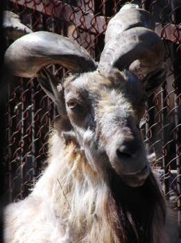 Таджикский винторогий козел