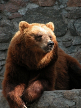 Медведь бурый камчатский