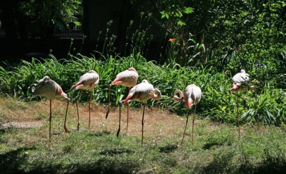 Группа фламинго