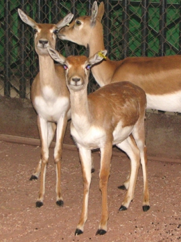 Indian antelope