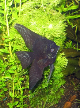 Freshwater angelfish