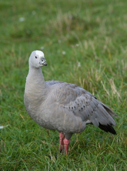 Cereopsis goose