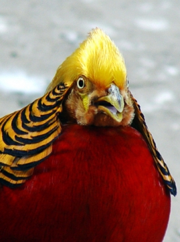  Golden pheasant
