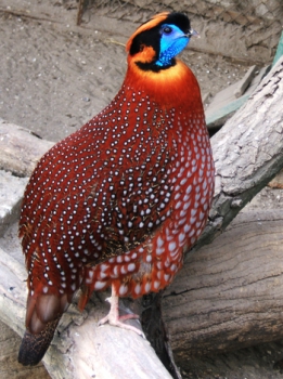 Horned pheasant 